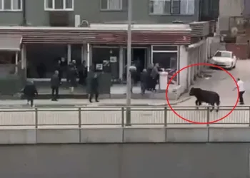 Bursa’da kaçan boğa ortalığı birbirine kattı