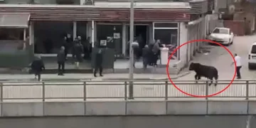 Bursa’da kaçan boğa ortalığı birbirine kattı