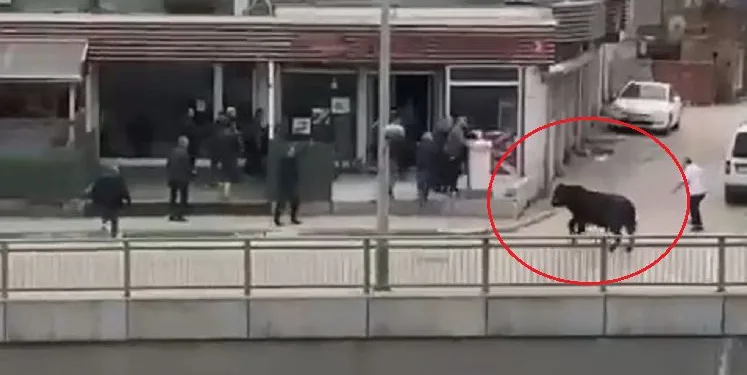 Bursa’da kaçan boğa ortalığı birbirine kattı