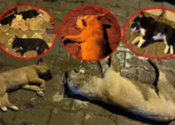 Dehşete düşüren görüntüler! Zehirlendikleri öne sürüldü