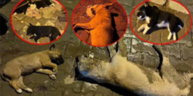 Dehşete düşüren görüntüler! Zehirlendikleri öne sürüldü