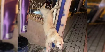 Demir çitlere sıkışan köpeği itfaiye kurtardı