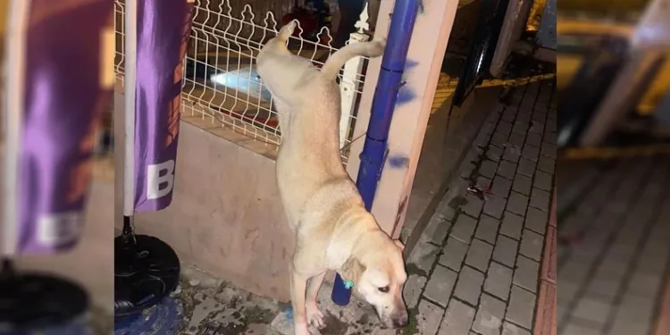 Demir çitlere sıkışan köpeği itfaiye kurtardı
