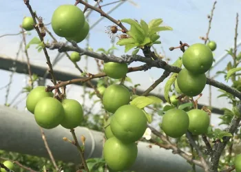 Yılın ilk eriği 600 liradan satıldı