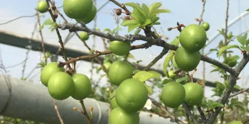 Yılın ilk eriği 600 liradan satıldı