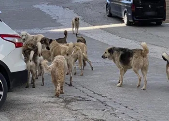 Bursa’da 10 yaşındaki çocuk 8 köpeğin saldırısına uğradı