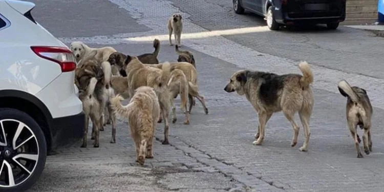 Bursa’da 10 yaşındaki çocuk 8 köpeğin saldırısına uğradı