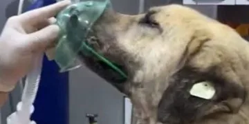4 gün arayla zehirlenen köpek öldü