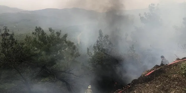 Gemlik’teki orman yangını kontrol altına alındı