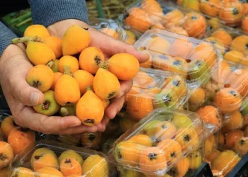 İlk hasat: 200 TL’den alıcı buldu