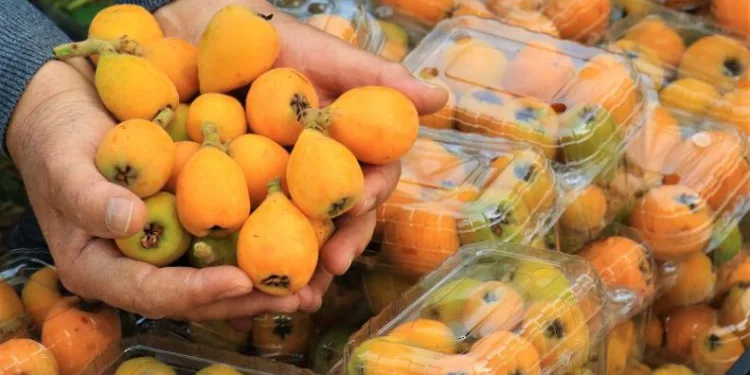 İlk hasat: 200 TL’den alıcı buldu