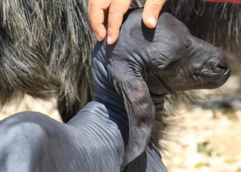 Tüysüz doğdu, ilgi odağı oldu