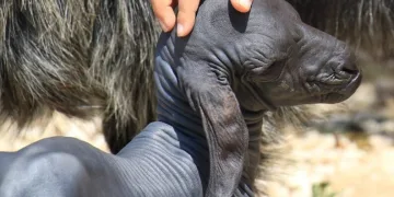 Tüysüz doğdu, ilgi odağı oldu