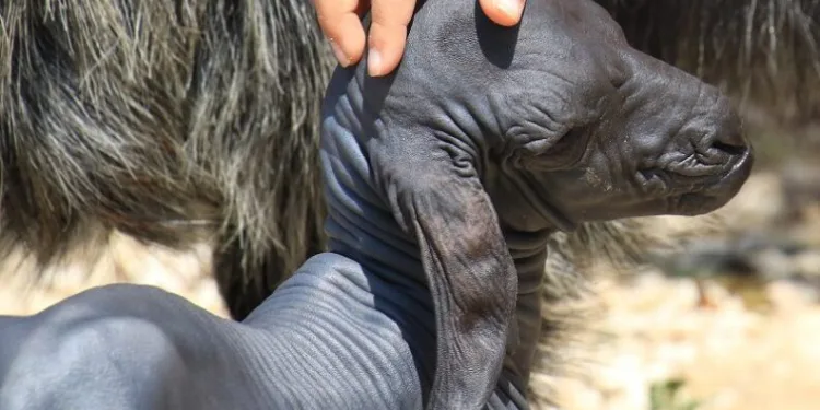 Tüysüz doğdu, ilgi odağı oldu