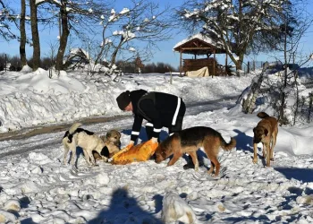Bursa’da 200 binden fazla sahipsiz hayvan var