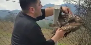 Bursa’da çiftlere takılan şahin kurtarıldı