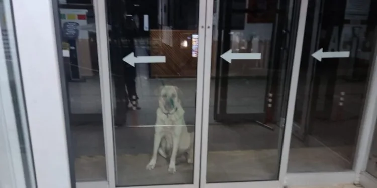Bursa’da yavrusunun peşini bırakmadı