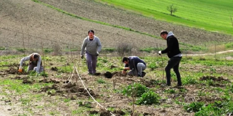 Nilüfer’de ekoçiftlik meyve fidanlarıyla donatıldı