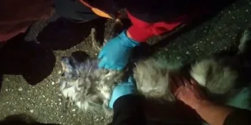 Yangında dumandan zehirlenen köpek öldü
