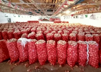 Tonlarca soğan depolarda çürüyor