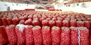 Tonlarca soğan depolarda çürüyor