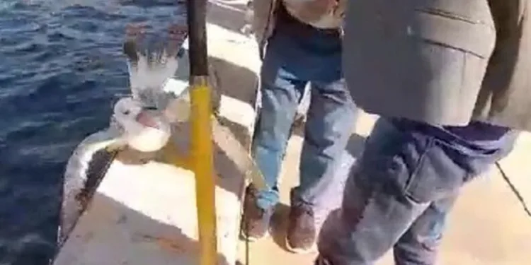 Oltaya takılan martıyı balıkçılar kurtardı