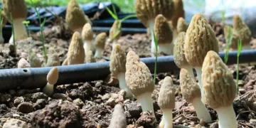Yemeğin fiyatını 50 euro artırıyor