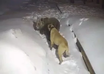 Uludağ’da ayı ile köpeğin boğuşması kamerada