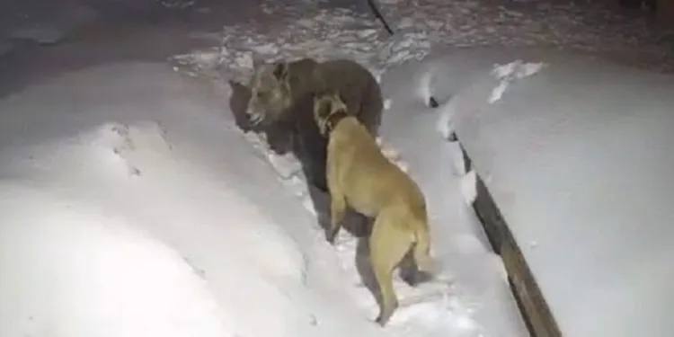 Uludağ’da ayı ile köpeğin boğuşması kamerada