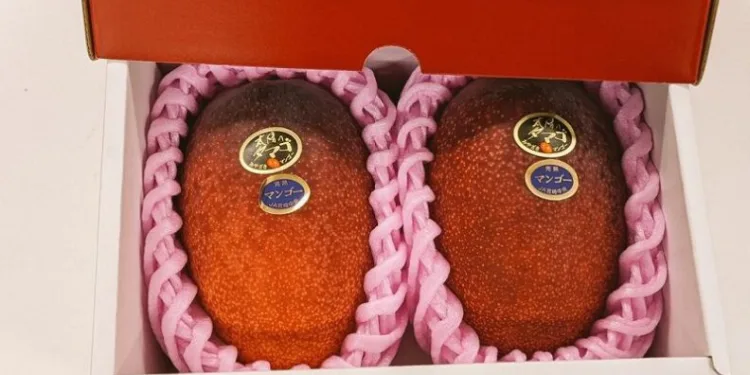 2 adet mango 58 bin liraya satıldı