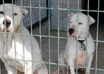 Yasaklı ırk köpekler için çağrı