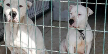 Yasaklı ırk köpekler için çağrı