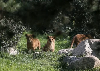 Bursa’nın 7 kişilik aslan ailesi görücüye çıktı