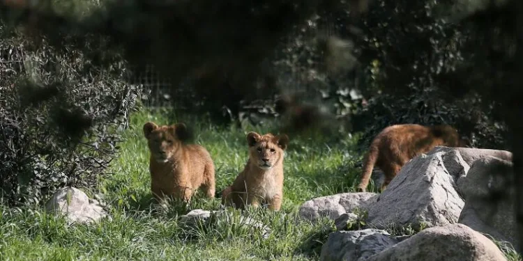 Bursa’nın 7 kişilik aslan ailesi görücüye çıktı