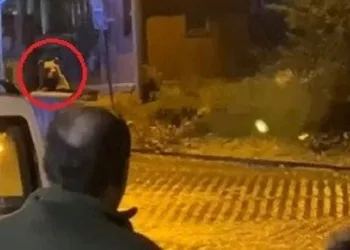 Uludağ’da günübirlikçilerin ayı paniği