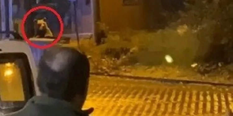 Uludağ’da günübirlikçilerin ayı paniği