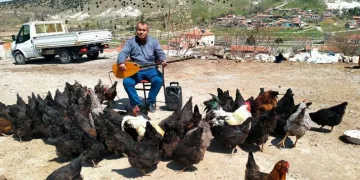 Tavuklarına verdiği konserle yumurta verimi arttı