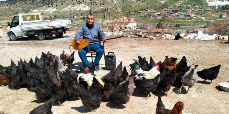 Tavuklarına verdiği konserle yumurta verimi arttı