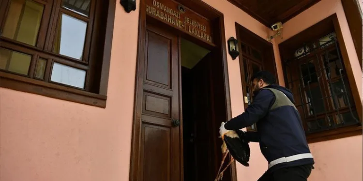 Yaralı leylek tedavi altına alındı