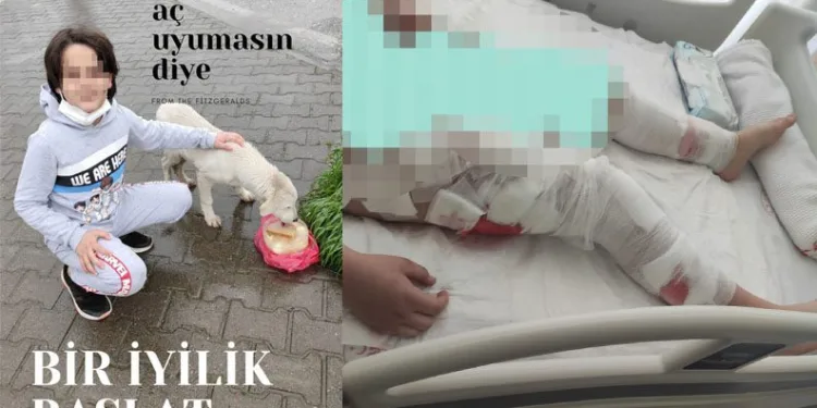 Köpekler saldırmıştı! Sokak hayvanları projesinde görev almış