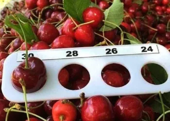 Bursa Keles Kirazı ihracatla buluşuyor