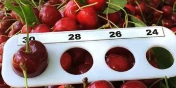 Bursa Keles Kirazı ihracatla buluşuyor