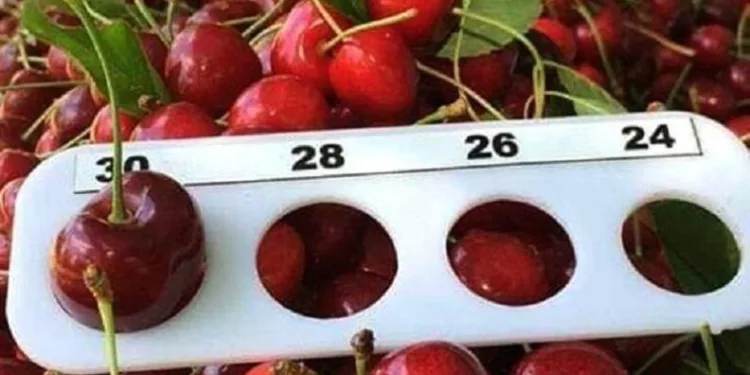 Bursa Keles Kirazı ihracatla buluşuyor