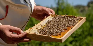 Dünyaca bilinen Zara Balı tescillendi
