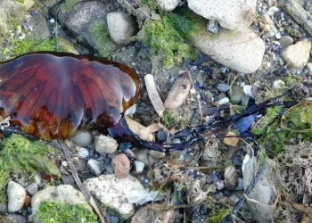Zehirli denizanalarına karşı uzmanından uyarı
