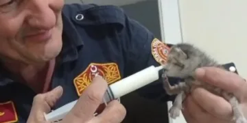 Kurtardıkları yavru kedileri şırıngayla beslediler