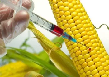 GDO’lu hayvan yemine onay çıktı