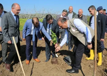 Mudanya’da ilek incir dikimi yapıldı