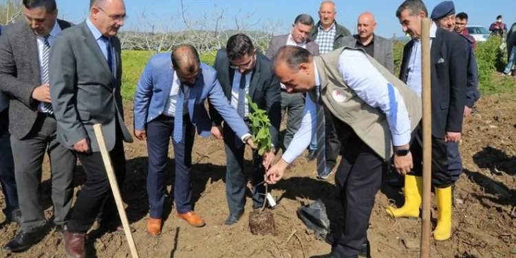 Mudanya’da ilek incir dikimi yapıldı