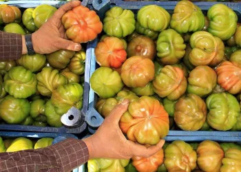 Örtü altı köy domatesinde hasat başladı